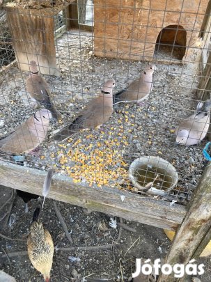 Eladó gerlék!