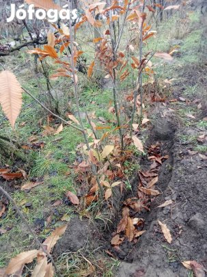 Eladó gesztenyefa csemete