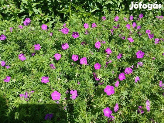 Eladó gólyaorr kerti évelő virág