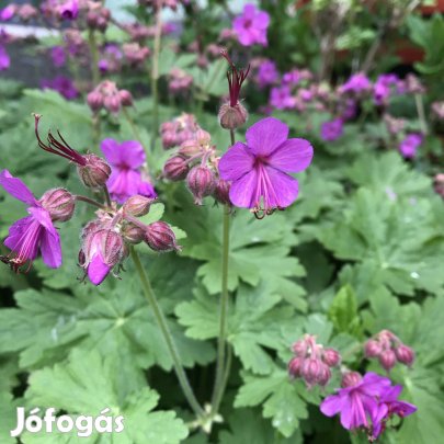 Eladó gólyaorr kerti évelő virág