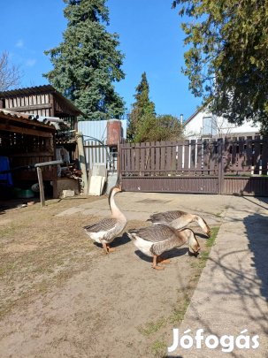 Eladó gúnár vagy csere tojóra 
