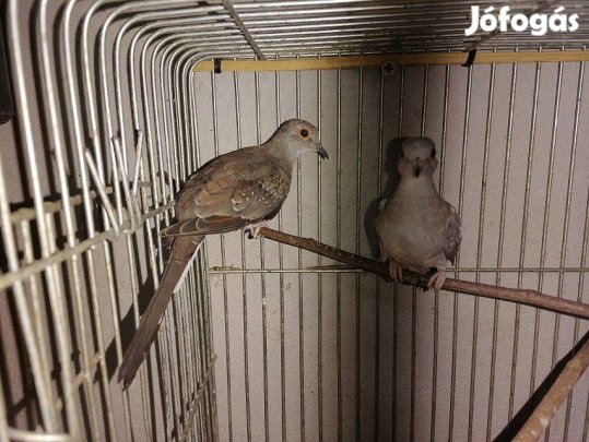 Eladó gyémánt gerle pár! Kanári pár, Zebra pinty párok!