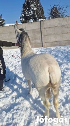 Eladó gyerekbarát póni