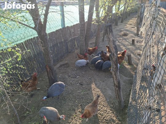 Eladó gyöngyök de csak egyben!