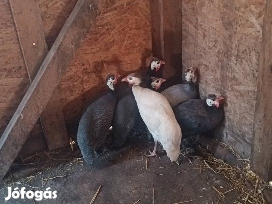 Eladó gyöngytyúk 