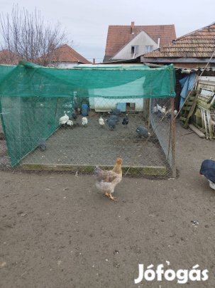 Eladó gyöngytyúkok