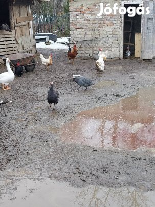 Eladó gyöngytyúkok