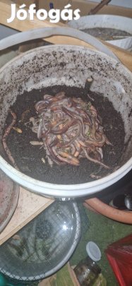 Eladó harmatgiliszta,Vastag giliszta!