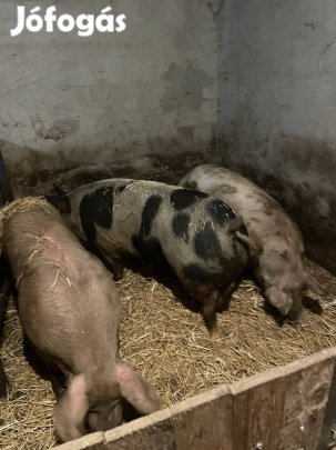 Eladó hasas anyadisznok 