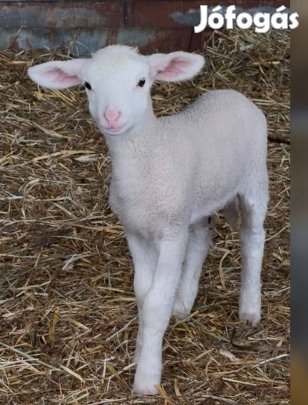 Eladó hasas birkak Es 60 db bárány