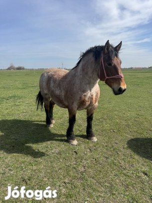 Eladó hasas,fias ló csődőr csikójával és egy vastag kanca