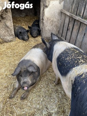 Eladó hasas kocák!