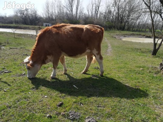 Eladó hasas tehén