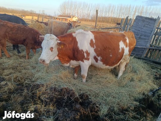 Eladó hasas tehenek 