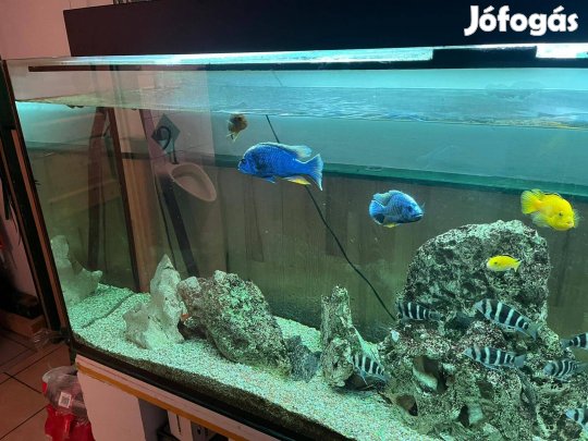 Eladó használtan akvárium 950 literes