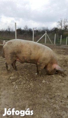 Eladó haszon állat 
