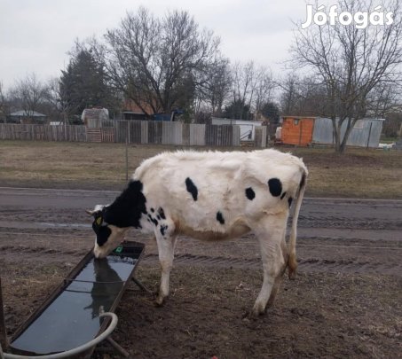 Eladó haszonállat