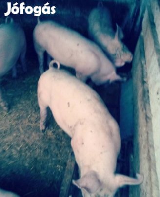 Eladó haszonállat.