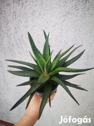 Eladó haworthia szemölcsliliom