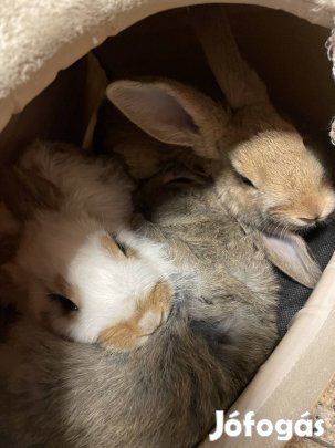 Eladó házi és törpe nyulak, husvéti nyulak