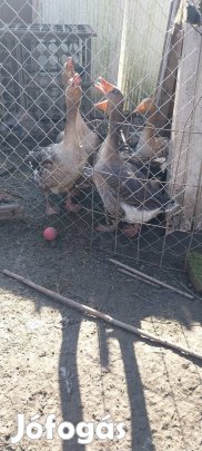 Eladó házi liba 