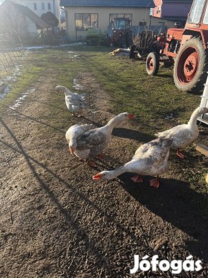 Eladó házi libák