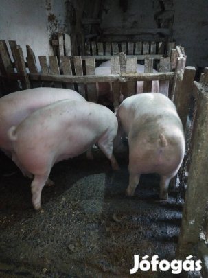 Eladó házi nevelésű sertés