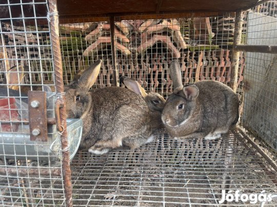 Eladó házi nyúl