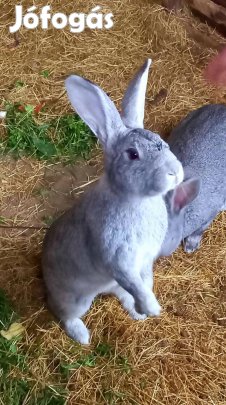 Eladó házi nyúl