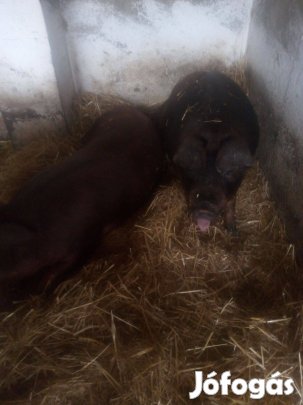 Eladó házi sertés
