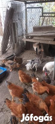 Eladó házi szárnyasok