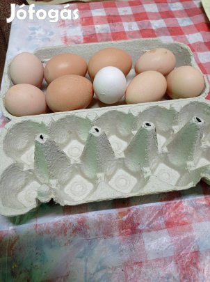 Eladó házi tojás