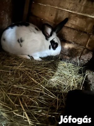 Eladó házinyulak