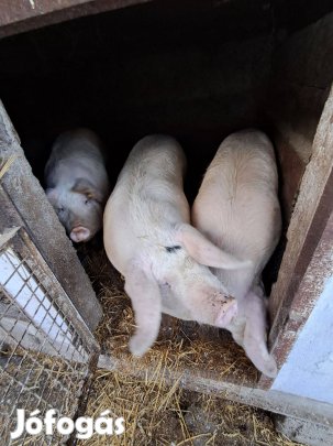 Eladó háztáji hízó