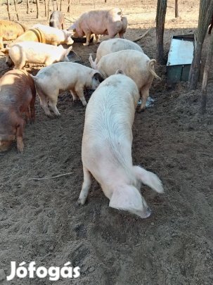 Eladó háztáji hízó