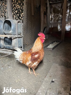 Eladó háztáji kakas
