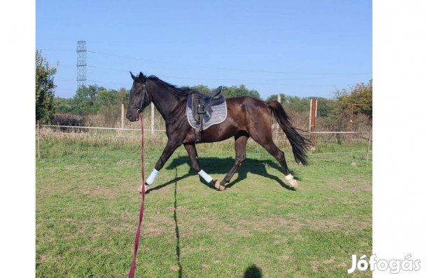Eladó herélt ló