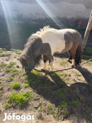 Eladó herélt póni