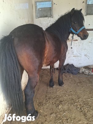 Eladó herélt póni