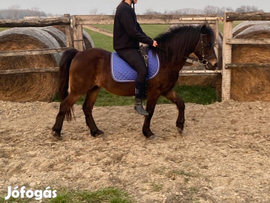 Eladó herélt póni!