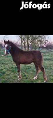 Eladó herélt póni csikó