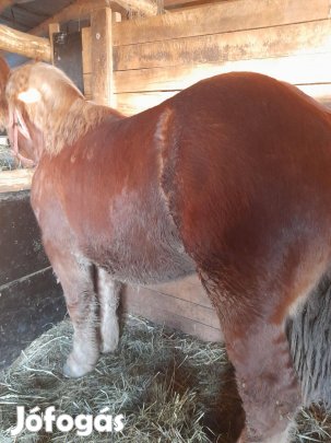 Eladó hidegvérű csikó