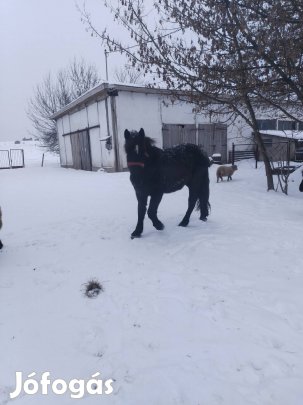 Eladó hidegvérű csikó