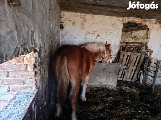 Elado hidegvérü csödör csiko