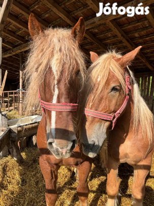 Eladó hidegvérű herélt ló