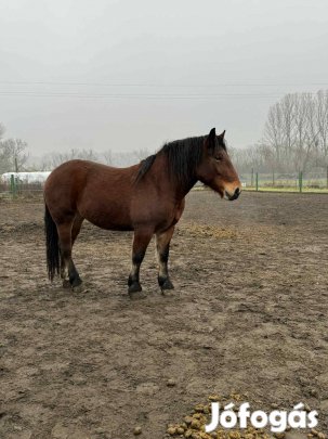 Eladó hidegvérű kanca csikó
