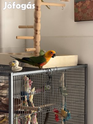 Eladó hím jandaya papagáj