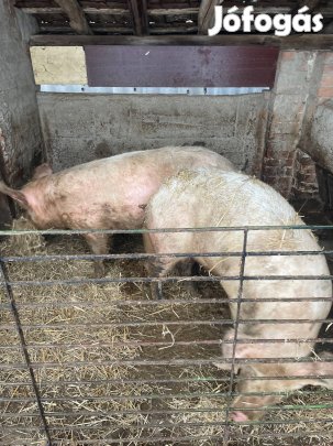 Eladó hízó Felsőnyárádon