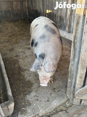 Eladó hízó Penészleken