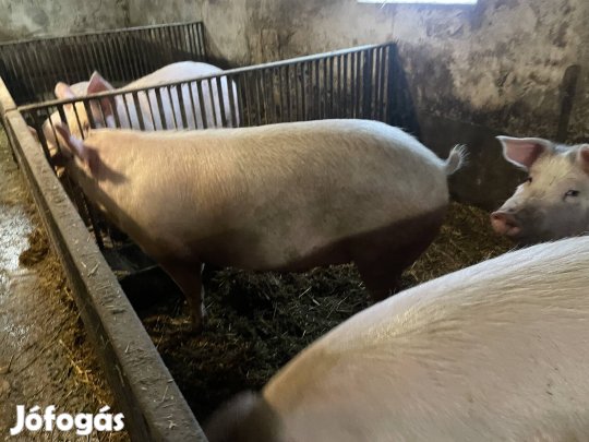 Eladó hízó Szomód
